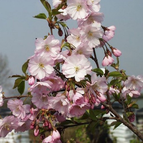 Prunus subhirtella Autumnalis Rosea Bareroot Cherry Tree 5-6ft | ScotPlants Direct